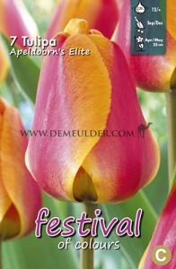 Tulips Apeldoorn's Elite 12/+ (x12x7)