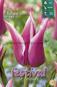 Tulips Ballade 12/+ (x12x7)