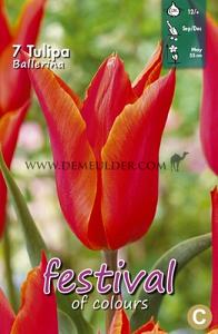 Tulips Ballerina 12/+ (x12x7)