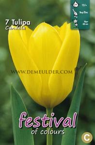 Tulips Candela 12/+ (x12x7)