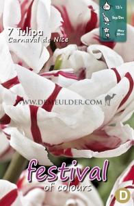 Tulips Carnaval de Nice 12/+ (x12x7)