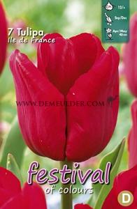Tulips Ile de France 12/+ (x12x7)