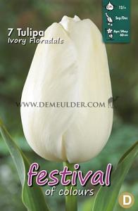 Tulips Ivory Floradale 12/+ (x12x7)