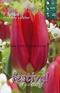 Tulips Madame Lefeber 12/+ (x12x7)