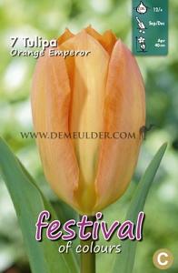 Tulips Orange Emperor 12/+ (x12x7)