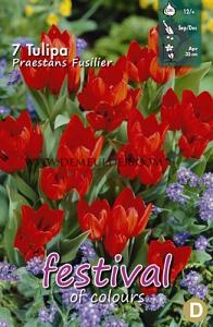 Tulips Praestans Fusilier 12/+ (x12x7)