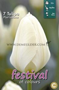 Tulips Purissima 12/+ (x12x7)