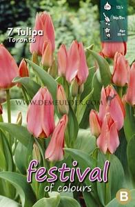 Tulips Toronto 12/+ (x12x7)