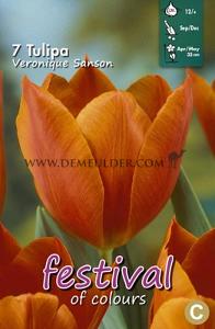 Tulips Veronique Sanson 12/+ (x12x7)