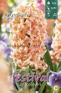 Hyacinths Gipsy Queen 17/18 (x10x3)
