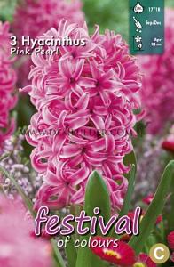 Hyacinths Pink Pearl 17/18 (x10x3)
