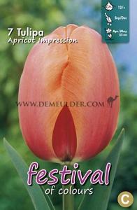 Tulips Apricot Impression 12/+ (x12x7)