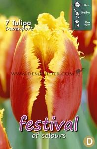Tulips Davenport 12/+ (x12x7)