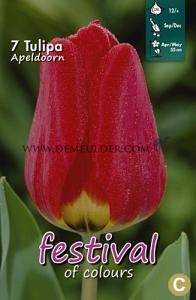 Tulips Apeldoorn 12/+ (x12x7)