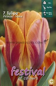 Tulips Prinses Irene 12/+ (x12x7)