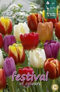 Tulips Triumph Mixed 12/+ (x12x7)