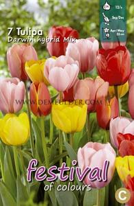 Tulips Darwin Hybrid Mixed 12/+ (x12x7)