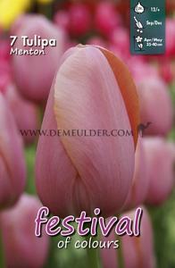 Tulips Menton 12/+ (x12x7)