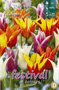 Tulips Lily-Flowered Mixed 12/+ (x12x7)