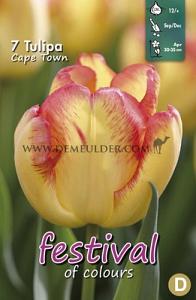 Tulips Cape Town 12/+ (x12x7)