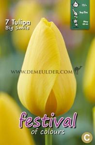 Tulips Big Smile 12/+ (x12x7)