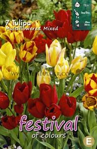 Tulips Multiflowering Mixed 12/+ (x12x7)