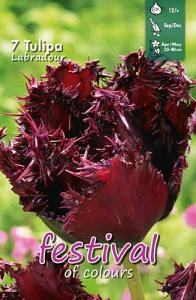 Tulips Labrador 12/+ (x12x7)