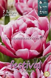 Tulips Columbus 12/+ (x12x7)