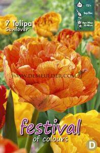 Tulips Sun Lover 12/+ (x12x7)
