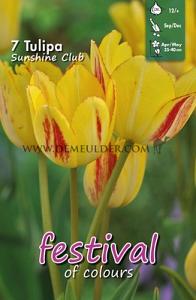 Tulips Sunshine Club 12/+ (x12x7)