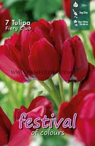 Tulips Fiery Club 12/+ (x12x7)