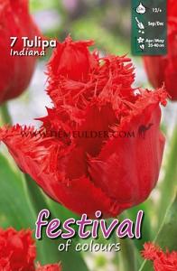 Tulips Indiana 12/+ (x12x7)