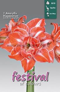 Amaryllis Sunshine Nymph 30/32 (x5x1)