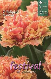 Tulips Brisbane (x12x7)