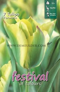 Tulips Formosa 12/+ (x12x7)