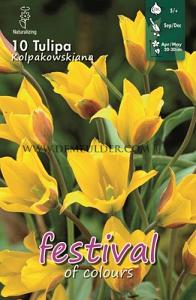 Tulips Kolpakowskiana 5/+ (x12x10)
