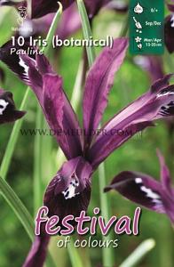 Iris Pauline 6/+ (x12x10)