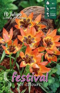 Tulips Little Princess 6/+ (x12x10)