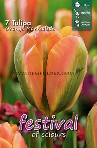 Tulips Orange Marmalade 12/+ (x12x7)