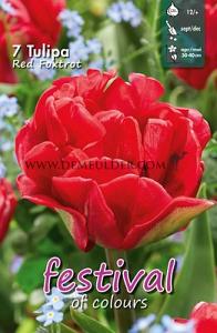 Tulips Red Foxtrot 12/+ (x12x7)