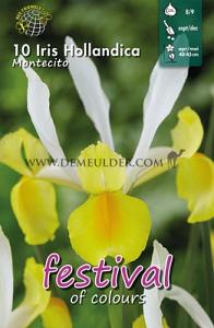 Iris Montecito 7/8 (x12x10)