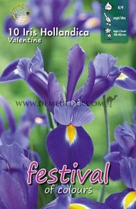 Iris Valentine 8/9 (x12x10)