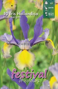 Iris Miss Saigon 8/9 (x12x10)