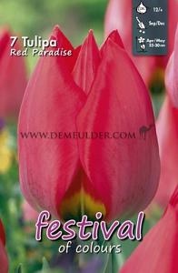 Tulips Red Paradise 12/+ (x12x7)