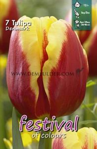 Tulips Denmark 12/+ (x12x7)