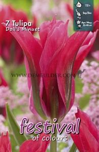 Tulips Doll's Minuet Viridiflora 12/+ (x12x7)