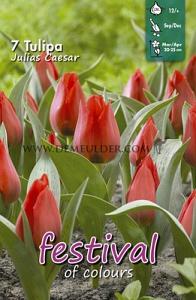 Tulips Julius Caesar 12/+ (x12x7)