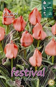 Tulips Oratorio 12/+ (x12x7)