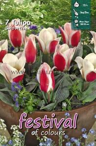 Tulips Showtime 12/+ (x12x7)