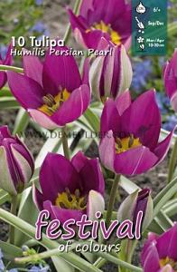 Tulips Humilis Persian Pearl 6/+ (x12x10)